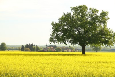 La Belle France